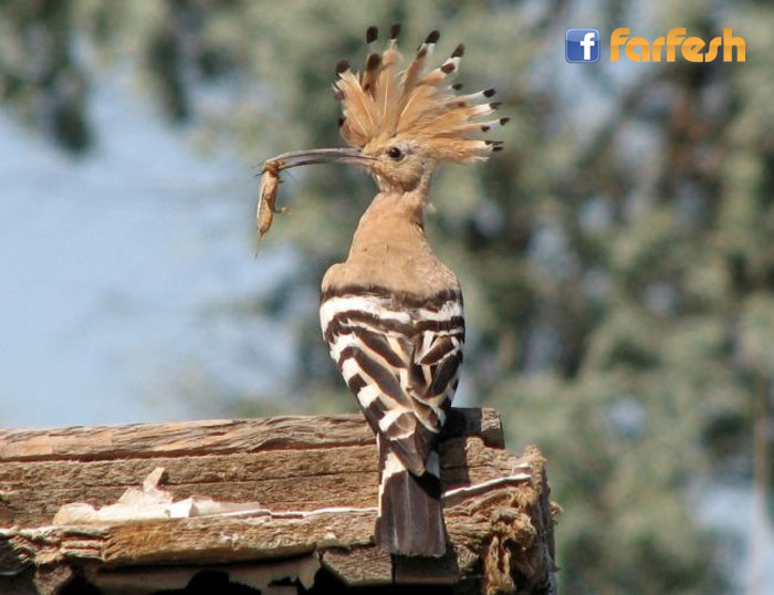 ��� ����� ���� ����� �