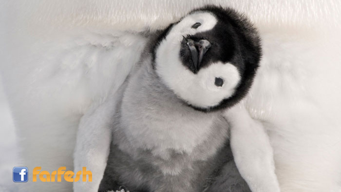 �� ���� ���