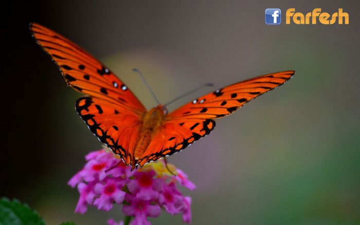 �� ���� ������� ������