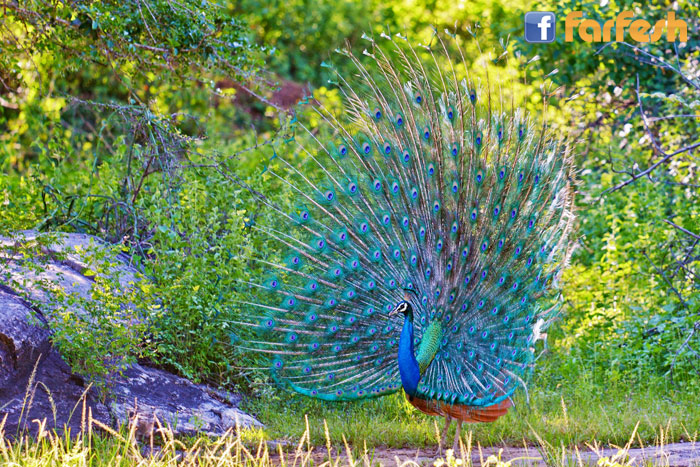 ��� �������