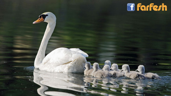 �� ������