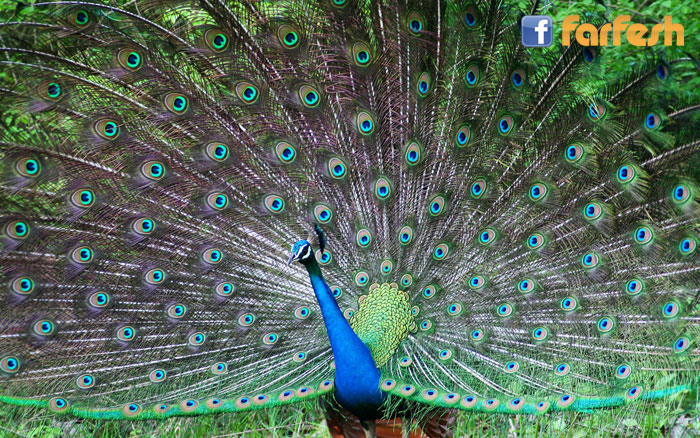 ��� ������� ��� �������