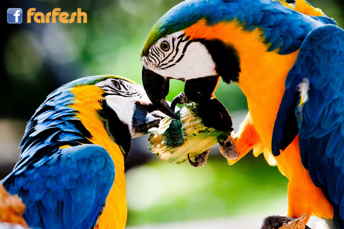 ������� ���� ��� �� �����