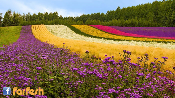 ���� �� �������