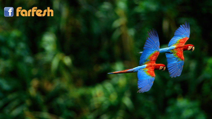 ���� ������