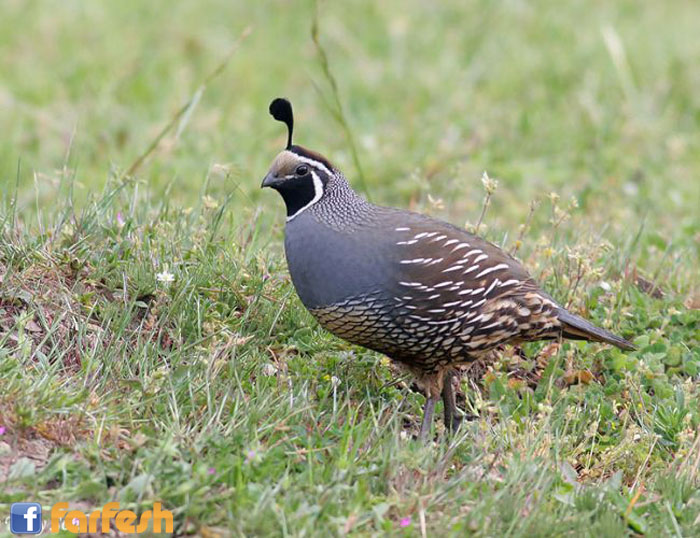 ��� ������