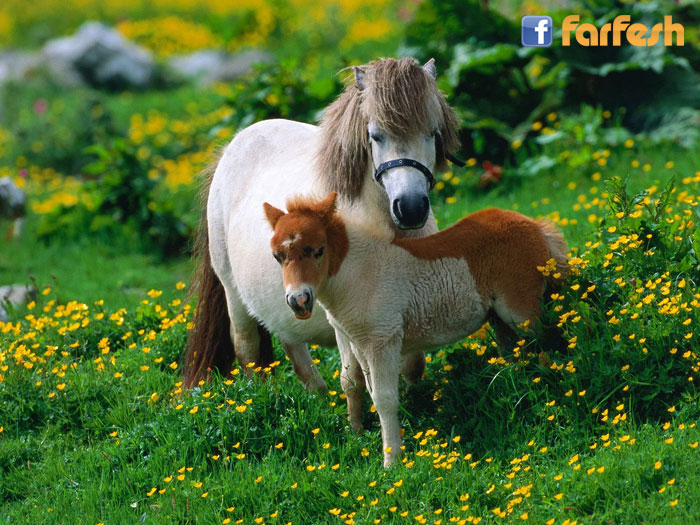 �� �� ���� ���