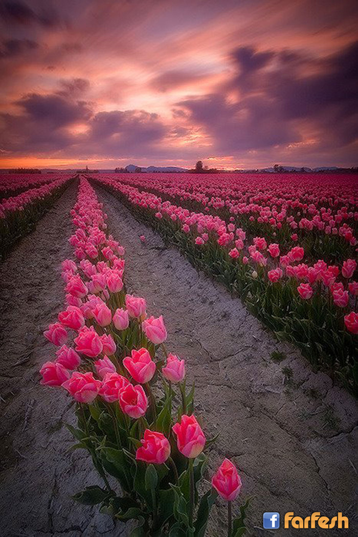 ���� ����� ���� ����� ������ ����� ������ �������