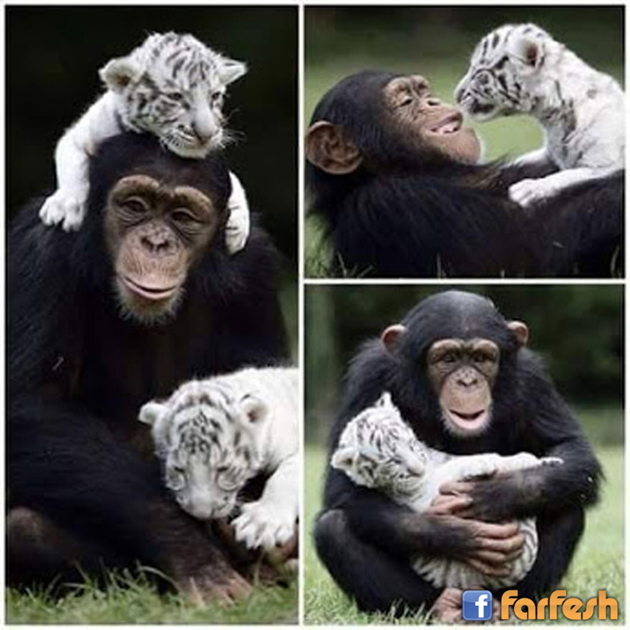 ����� ������ ���� ��� �����