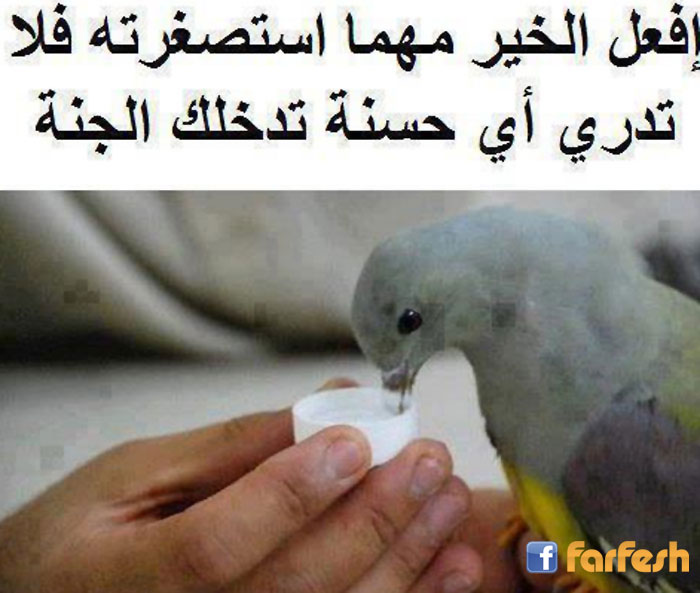 ���� ����� ���� ��������