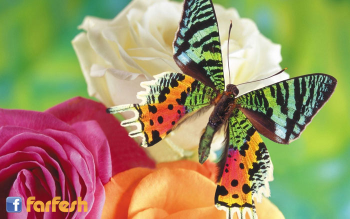 ����� ����� ������