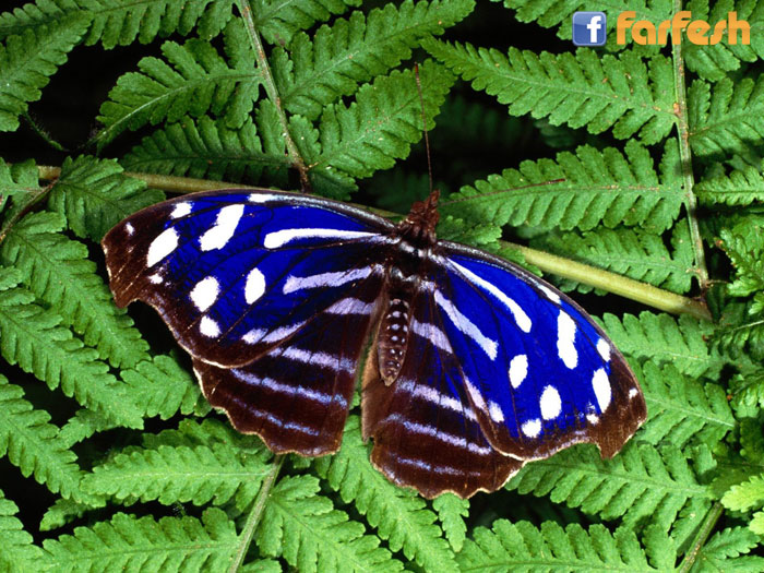 ��� ��� �������� ���