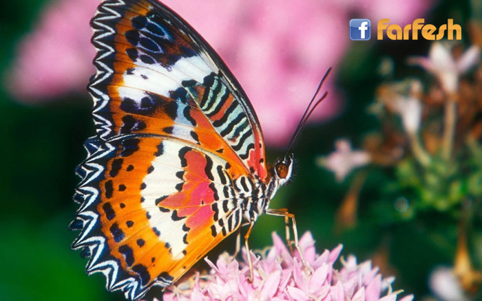 �� ������