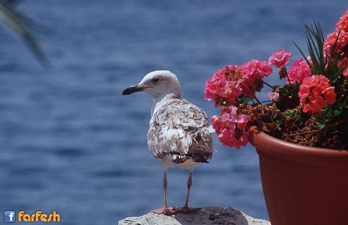 �� ����� ���� �����