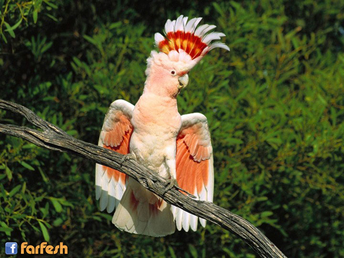 ����� ������ 