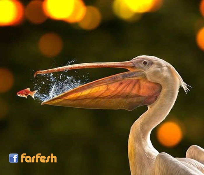 �� ���� ��� ����� �� ���� ��������