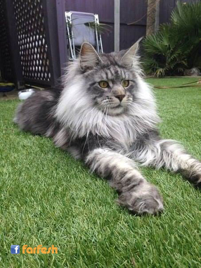 ��� ����� ��� �����