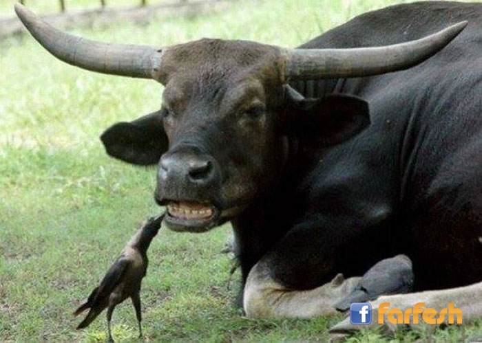 ����� ���� ������