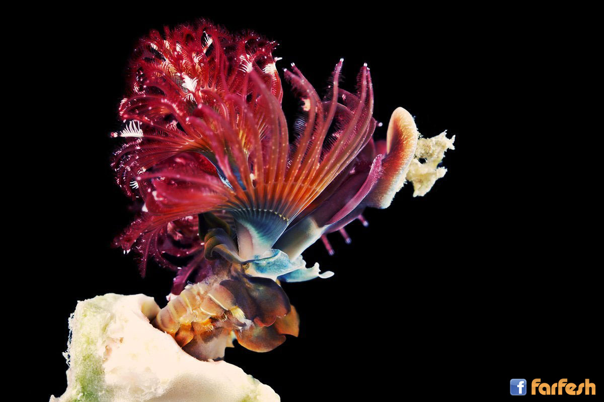 �� ����� ������ �������