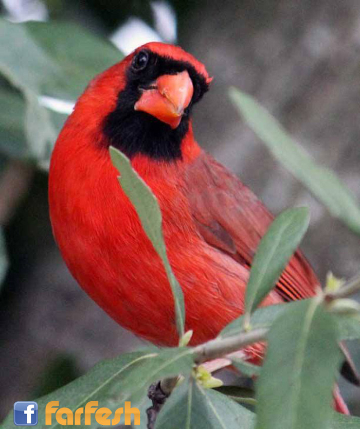 ����� ���� ���� ����