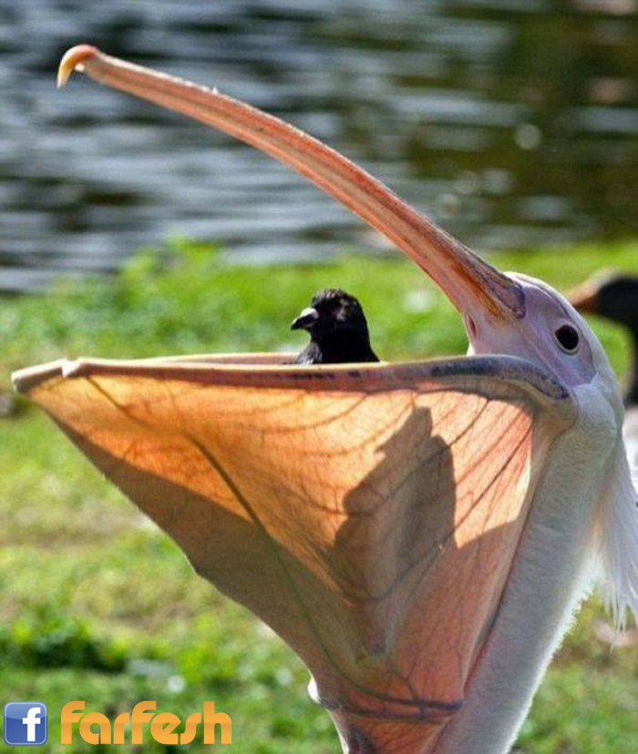 �� ��� ���� �� �������