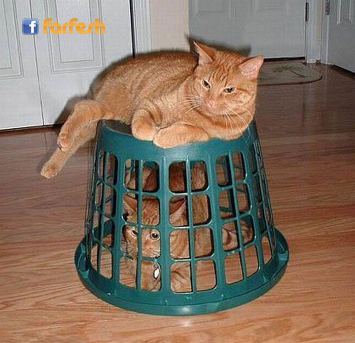 ���� ����� ������� ��������