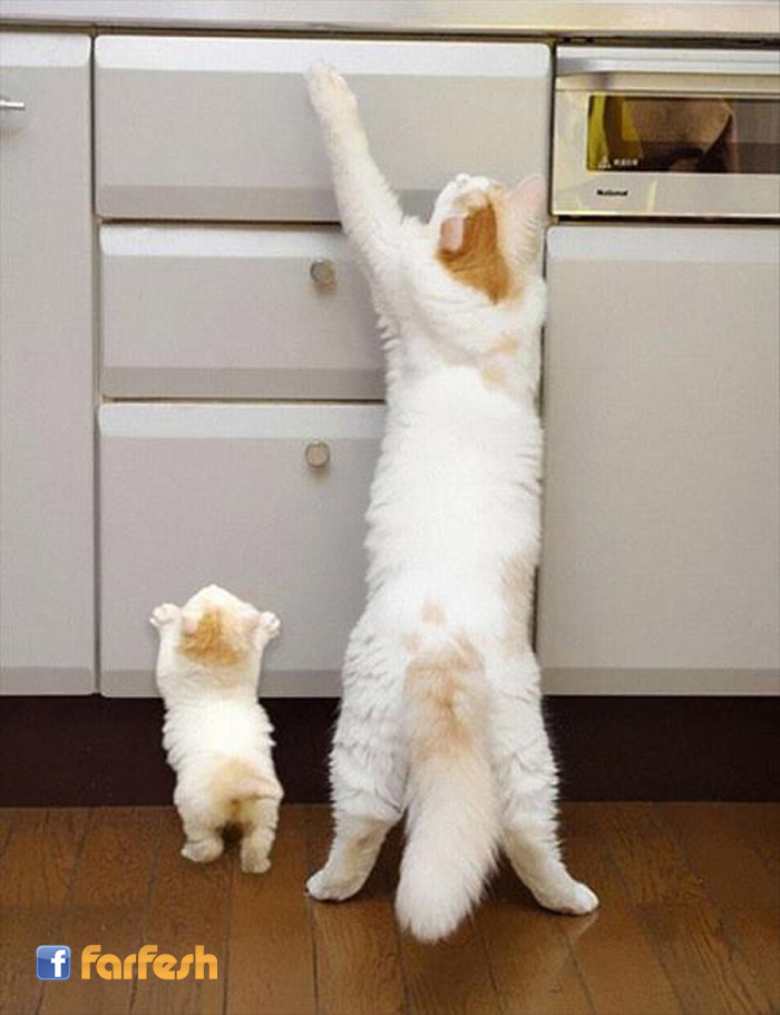 ��� ����� ���� ���