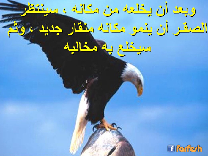 ���� ����� ����� ����