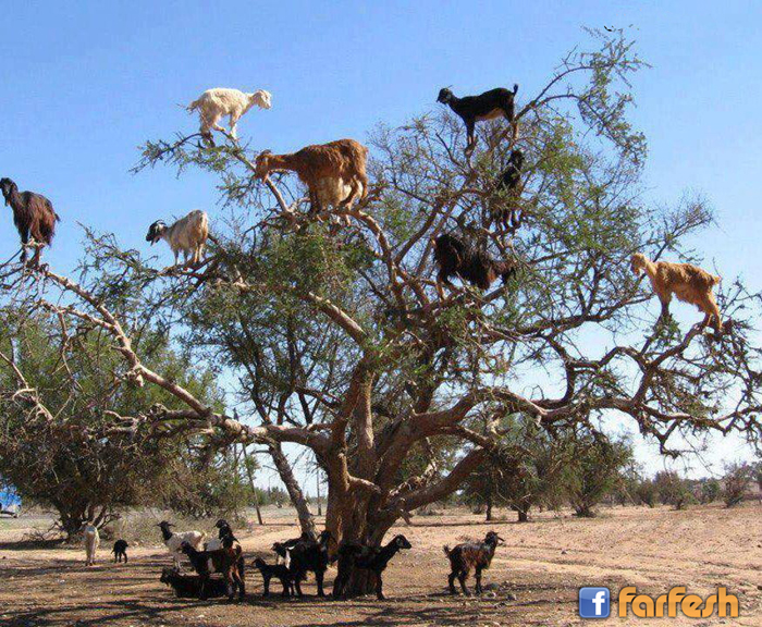 �� ���� ��� ����� ���������