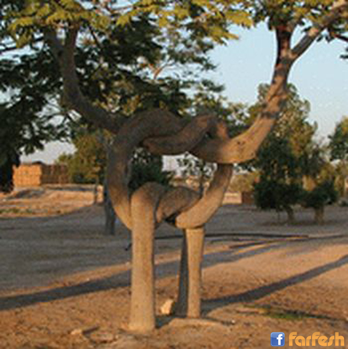 ����� ������ ������� ����� ����