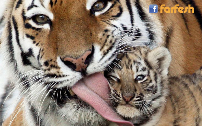 �� ������ 