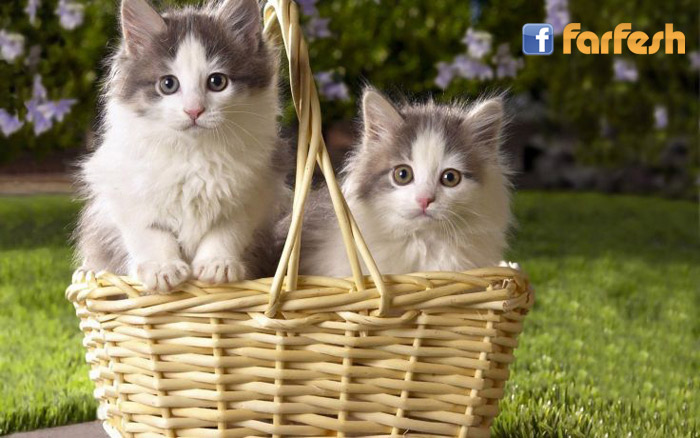 �� ������