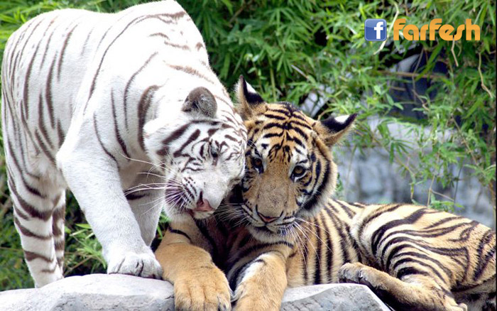 ������ ������