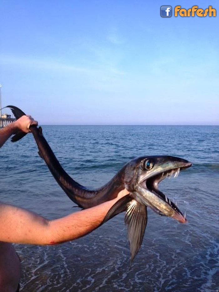 ����� ���� ����� ������� ���� ������ 