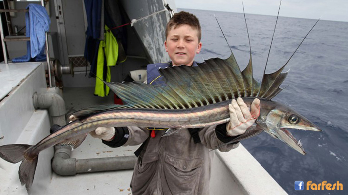 ���� ����� �� �����