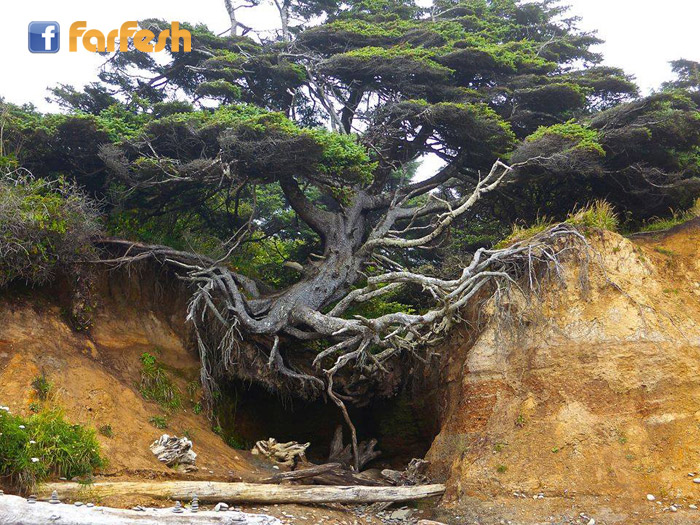 ���� ������ �������