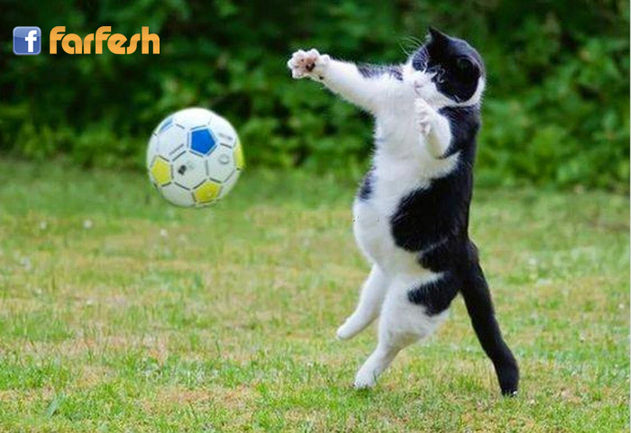 ������ ......