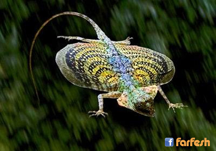 ������� �������