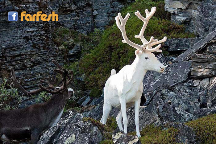 ��� ���� ����