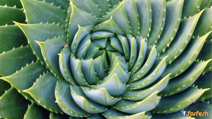 ���� ��������� ��������