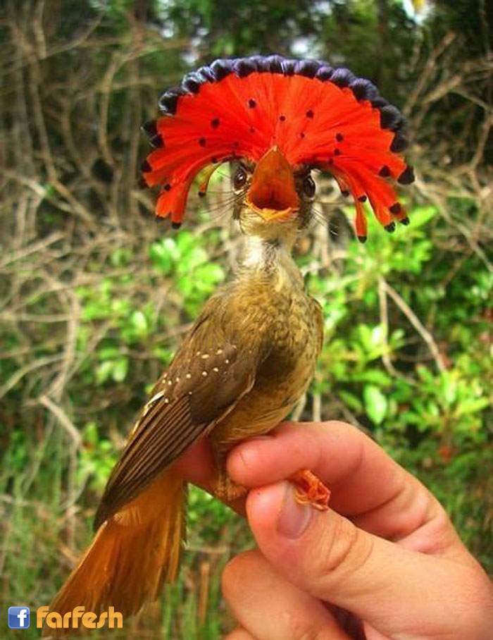 ���� ����� ������