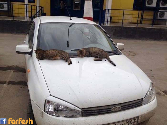 ������ ��� �����