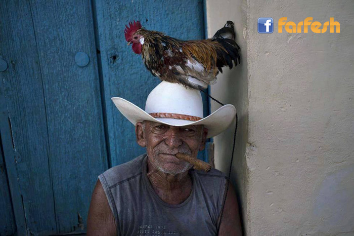 ��� ����� ����