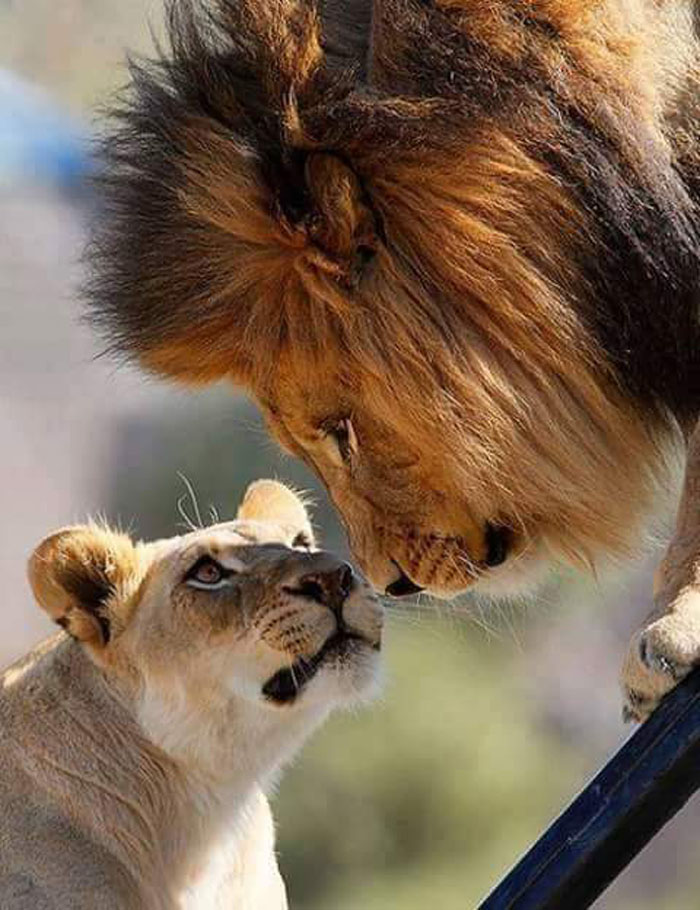 ���� ����� ����