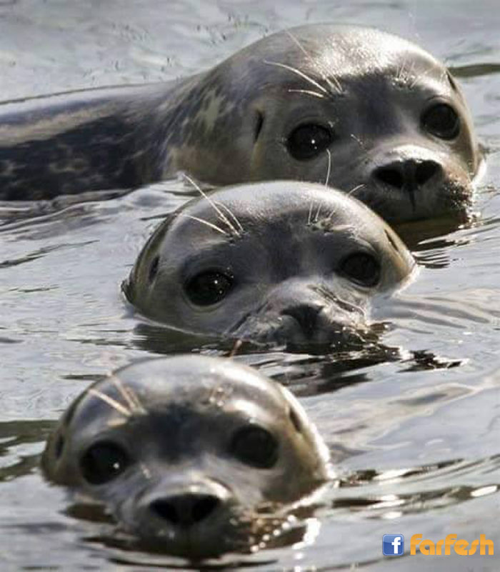 ����� ����� ���� ��� �����