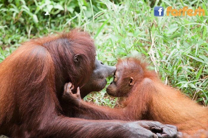 ��� ���� �������