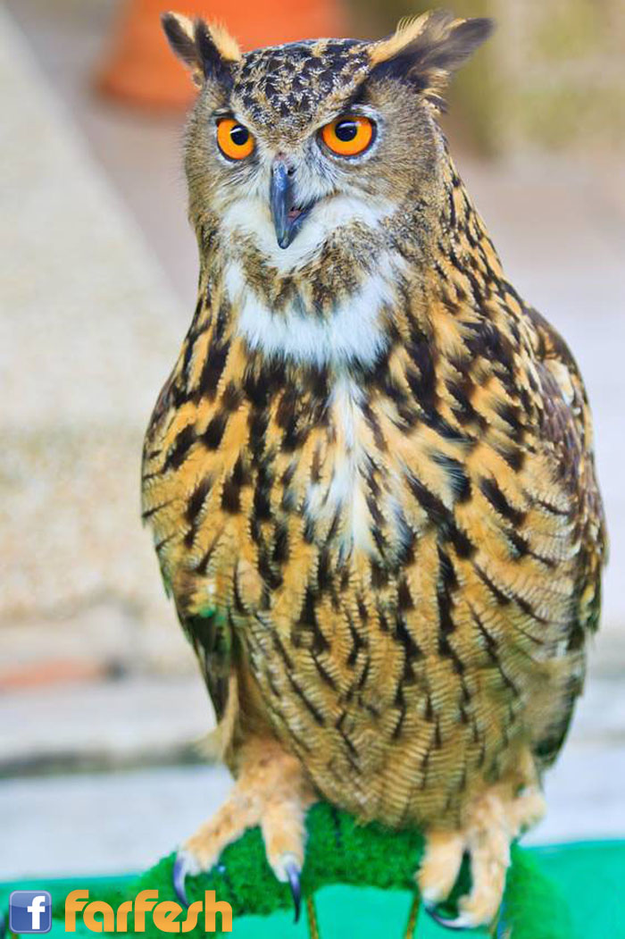 ���� ��� ������ ����� ��� parliament �� ��������