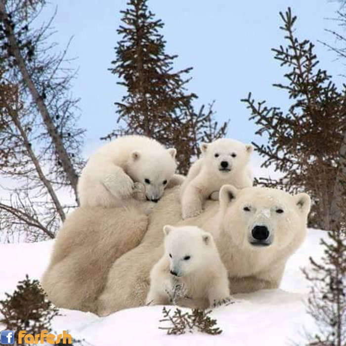 ������� ������� ����� ����