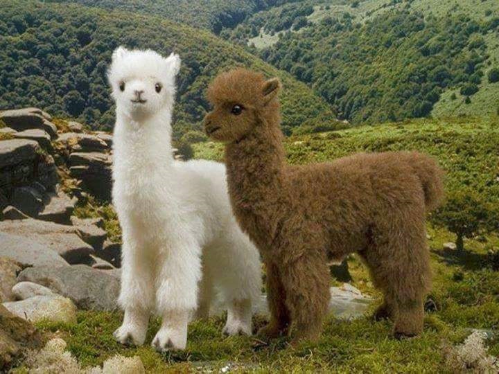 ���� �� �����