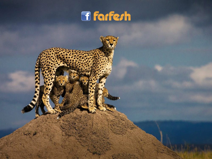 �� ����� ���� ��� ��� ... ����� ������